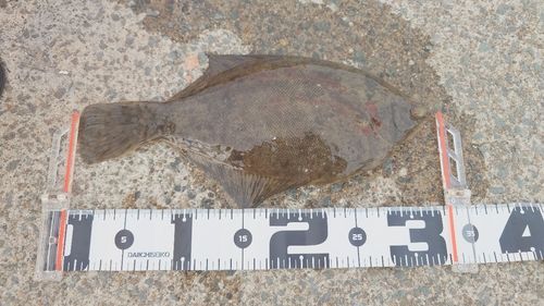 カレイの釣果