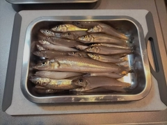 シロギスの釣果