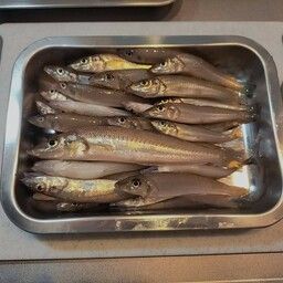 シロギス