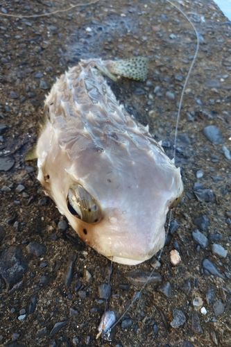 フグの釣果