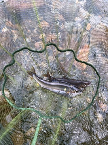 アユの釣果