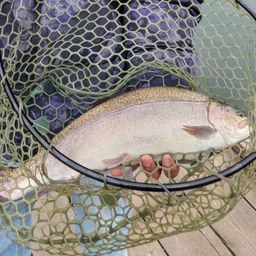 ロックトラウト