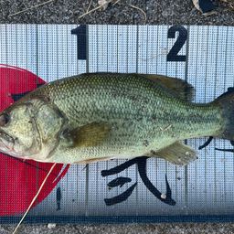 ラージマウスバス