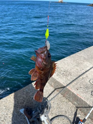 カサゴの釣果