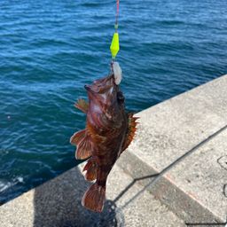 カサゴ