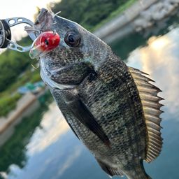 クロダイ