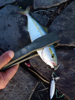 ワカシの釣果