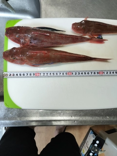 ホウボウの釣果