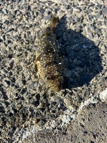 クサフグの釣果