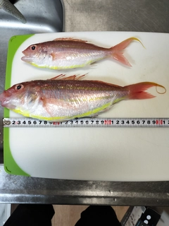 イトヨリダイの釣果