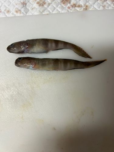 イトヒキハゼの釣果