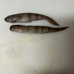 イトヒキハゼ