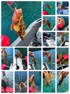 キジハタの釣果