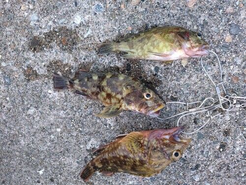 カサゴの釣果
