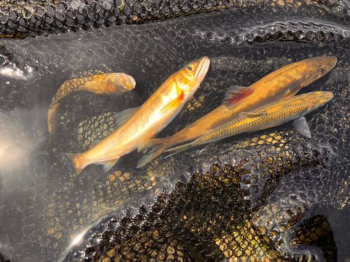 アユの釣果