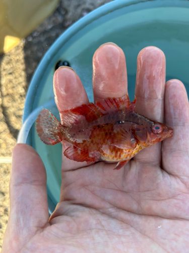 オハグロベラの釣果