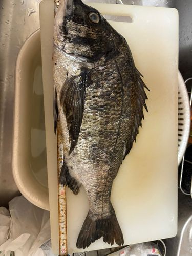 クロダイの釣果