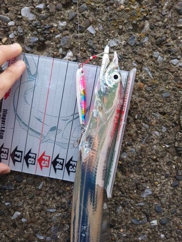 タチウオの釣果