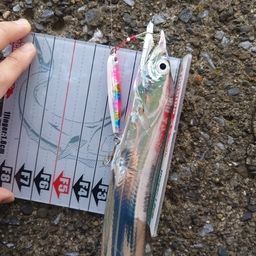 タチウオ
