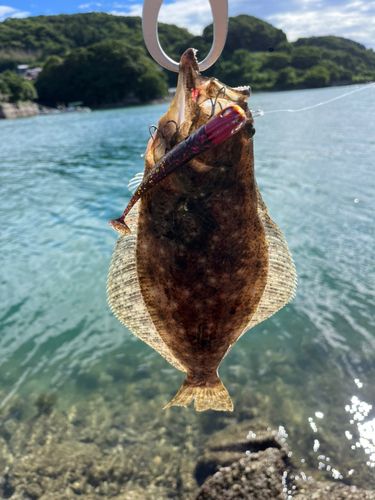 ヒラメの釣果