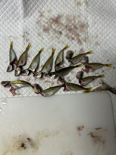 アジの釣果