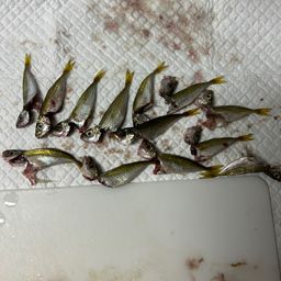 アジ