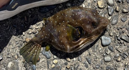 サザナミフグの釣果