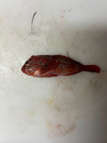 ハオコゼの釣果