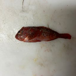 ハオコゼ