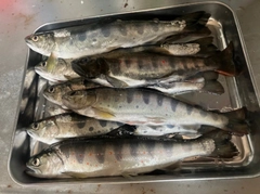 アマゴの釣果
