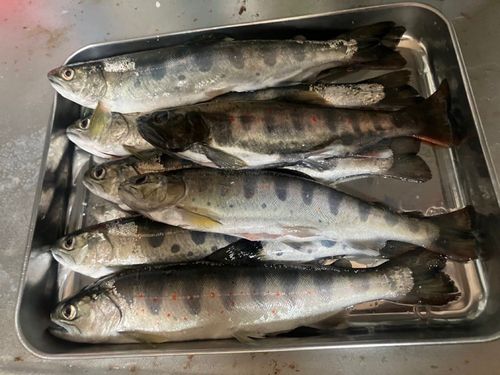 右手養魚センター