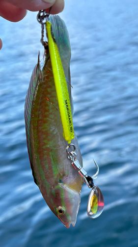 ベラの釣果