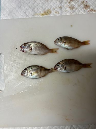 チャリコの釣果