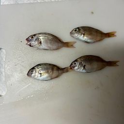 チャリコ