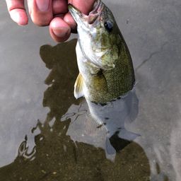 スモールマウスバス