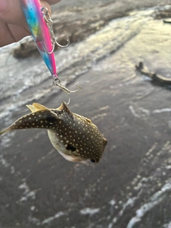 フグの釣果