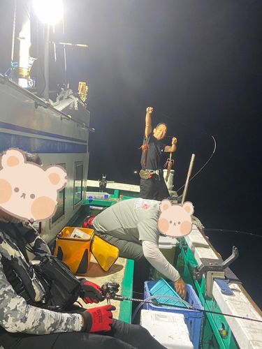 スルメイカの釣果