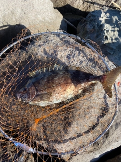 アイゴの釣果