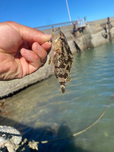 ベッコウゾイの釣果