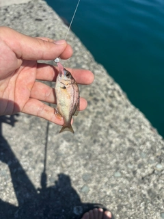 チャリコの釣果