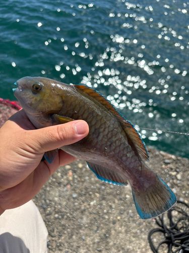アオブダイの釣果