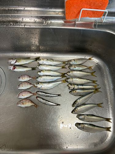 アジの釣果