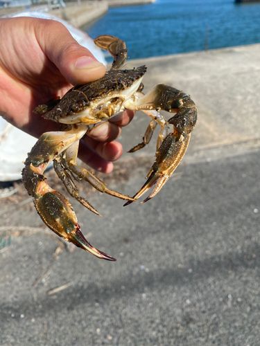 イシガニの釣果