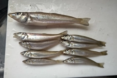 キスの釣果
