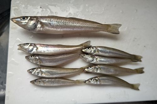 キスの釣果
