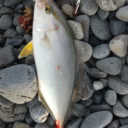 ショゴ