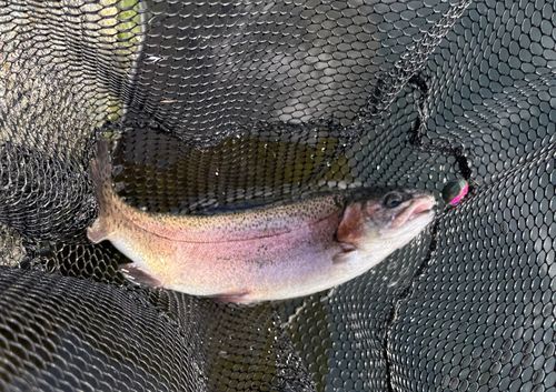 ニジマスの釣果