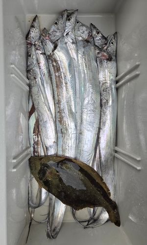 タチウオの釣果