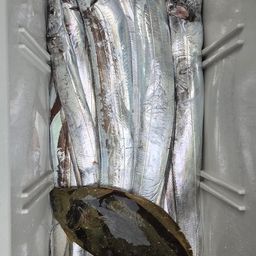 タチウオ
