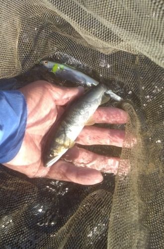 アユの釣果